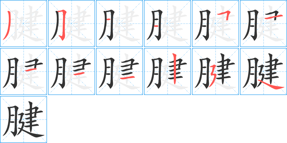 腱的笔画顺序图